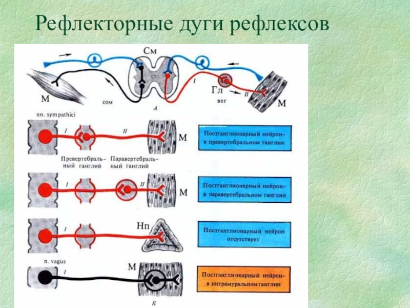 Рефлекторная дуга презентация 8 класс биология