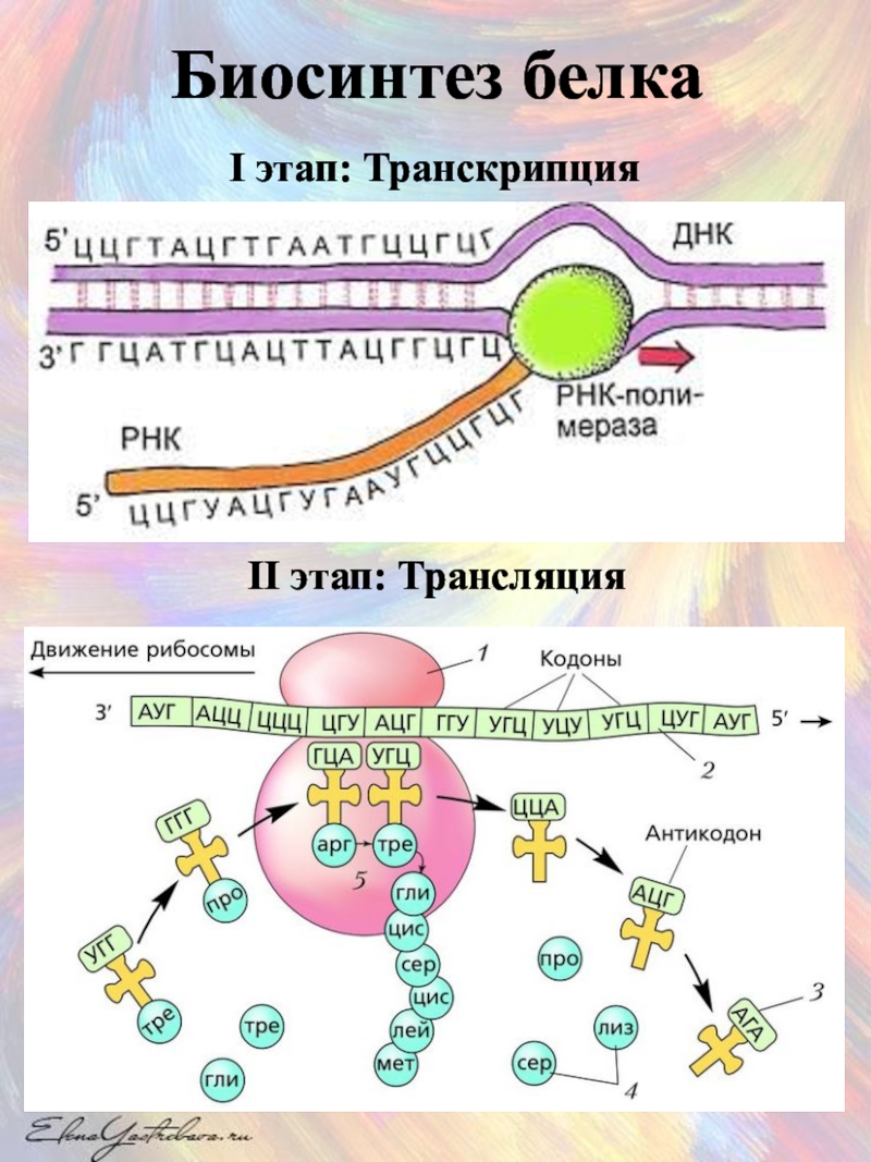 Синтез белка фаза