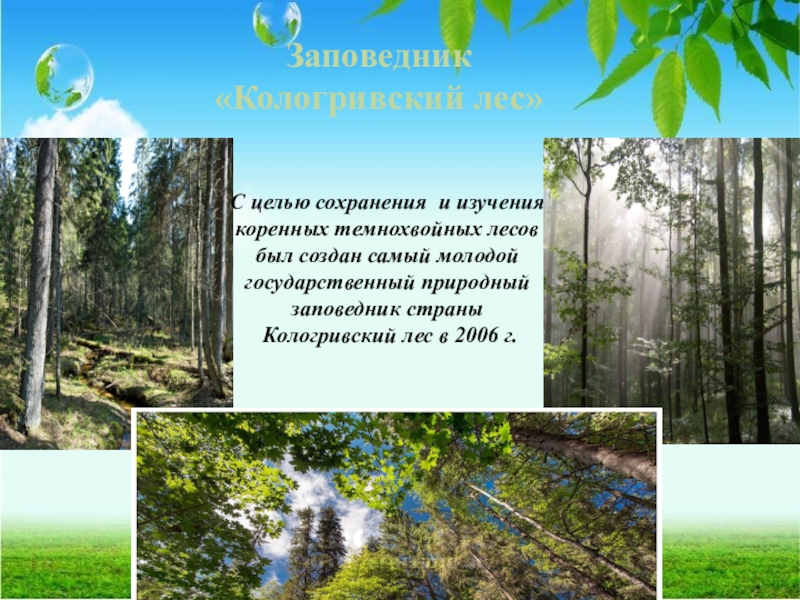 Заповедник  «Кологривский лес»С целью сохранения и изучения коренных темнохвойных лесов был создан самый молодой государственный природный заповедник