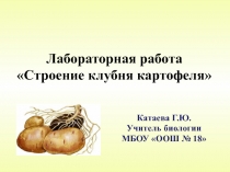 Презентация по биологии Лабораторная работа Строение клубня картофеля (6 класс)