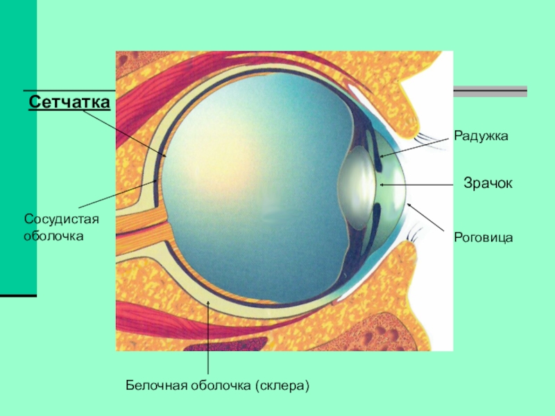 Сетчатка а в 2 3. Белочная оболочка и сетчатка. Сетчатка сосудистая белочная оболочки глазного. Оболочки глаза 1) белочная 2) сосудистая 3) сетчатка. Строение белочной оболочки глаза биология.