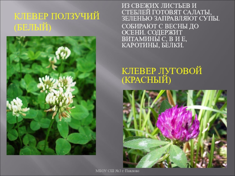 Тип стебля у клевера ползучего. Клевер белый ползучий стебель. Географические критерии ползучего клевера. Географический критерий клевера Лугового.