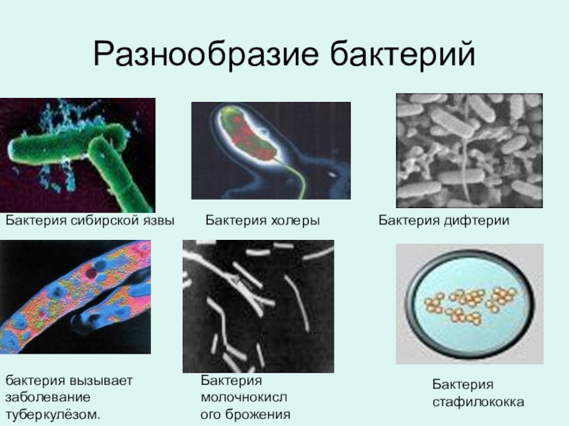 Бактерии фото 5 класс