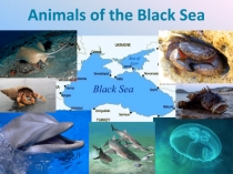 Презентация по английскому языку на тему Animals in the Black Sea (Животные Чёрного моря)