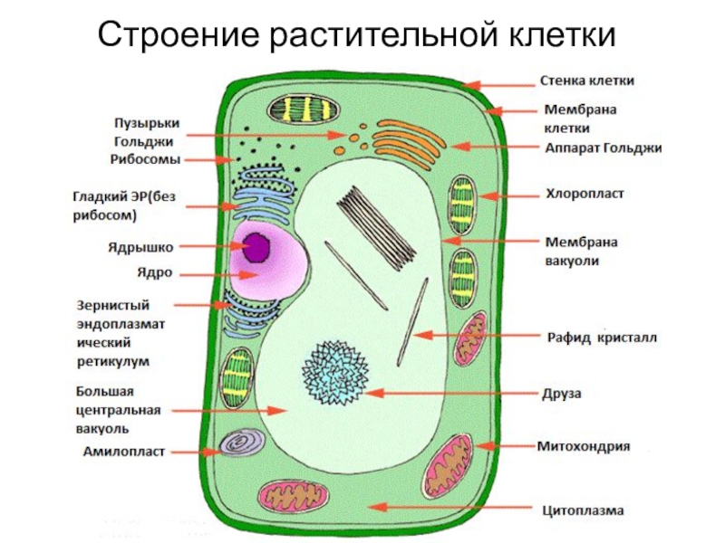 Рассмотрите рисунок растительной клетки какая структура клетки