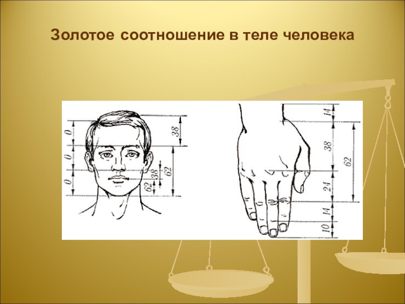 Золотая пропорция проект по математике 10 класс