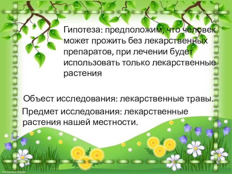 Растение проверочное. Гипотеза лекарственных растений. Гипотезы на тему лекарственные растения. Гипотеза исследования лекарственных растений. Гипотеза по лекарственным травам.