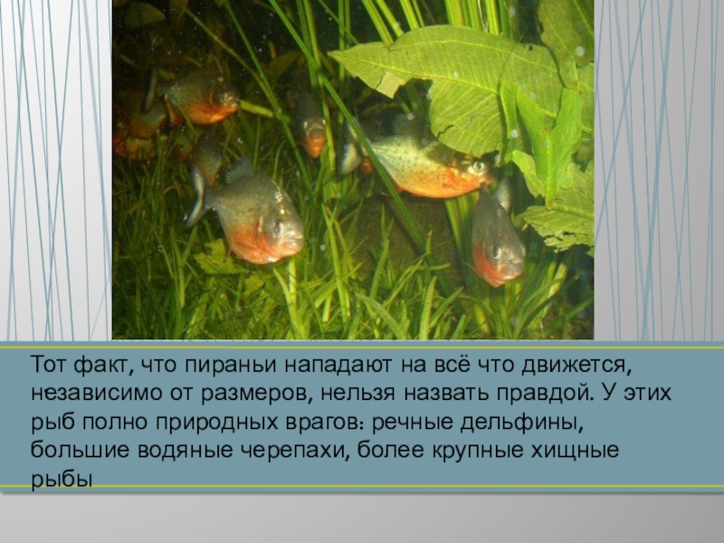 Тот факт, что пираньи нападают на всё что движется, независимо от размеров, нельзя назвать правдой. У этих