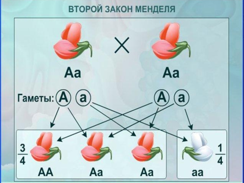 Схема скрещивания 2 закона менделя