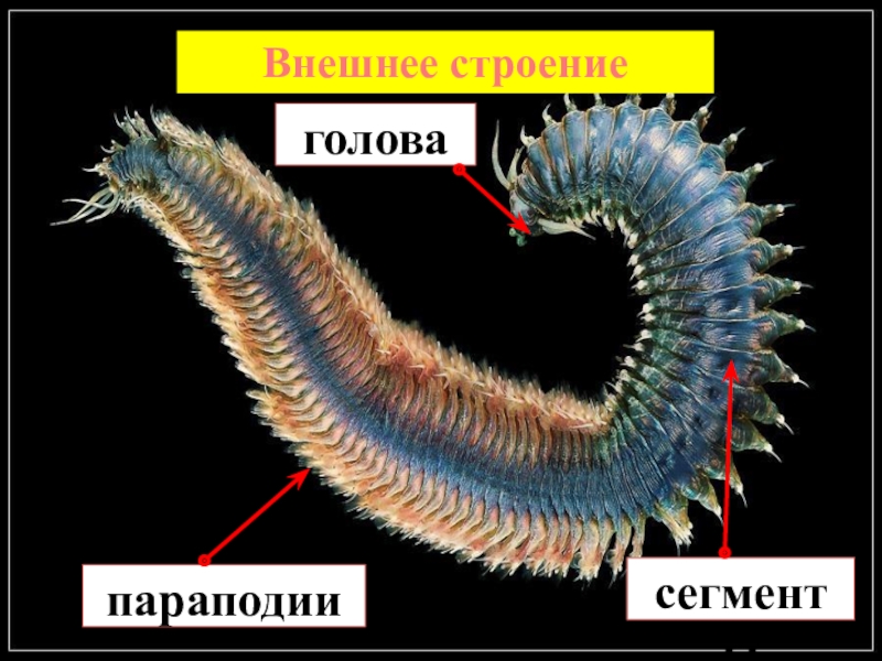 Класс кольчатые черви презентация 7 класс