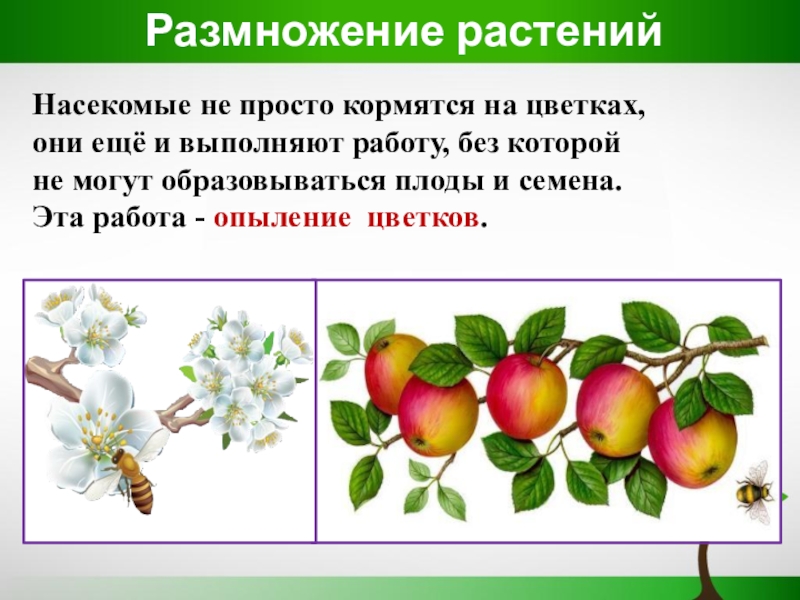 Размножение и развитие растений 3 класс презентация школа россии