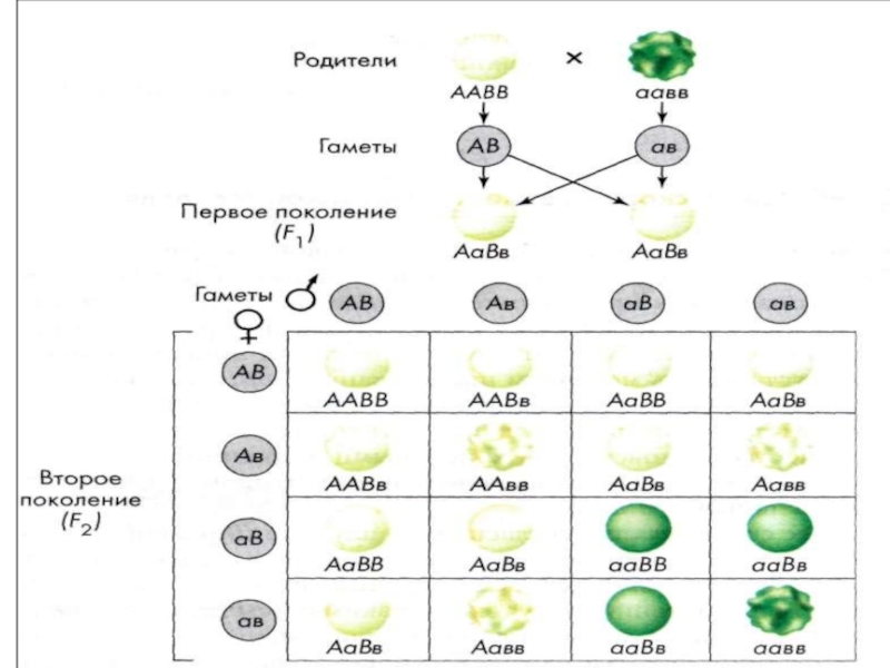 Схема скрещивания биология