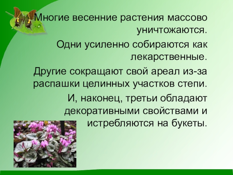 Презентация по биологии первоцветы