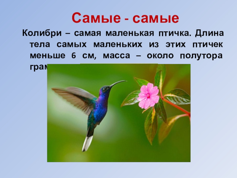 Какого рода слово колибри. Колибри самая маленькая птица. Название самой маленькой птицы. Колибри птица интересные факты. Сообщение о Колибри.