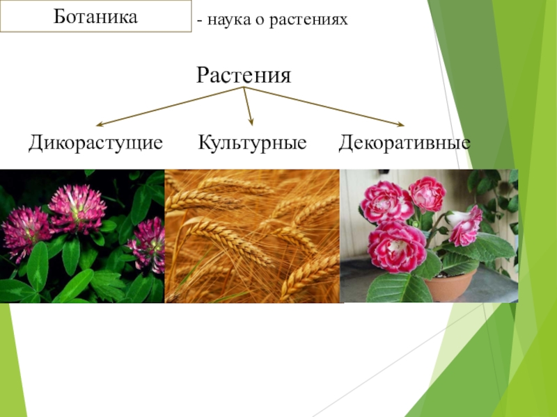 Ботаника наука о растениях 5 класс презентация