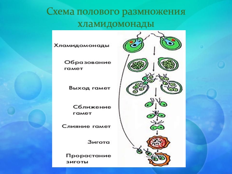 Схема размножения хламидомонады биология 5 класс - 95 фото