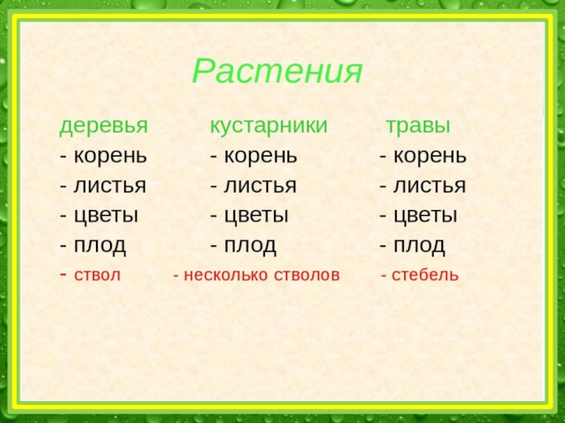 Презентация кусты деревья травы