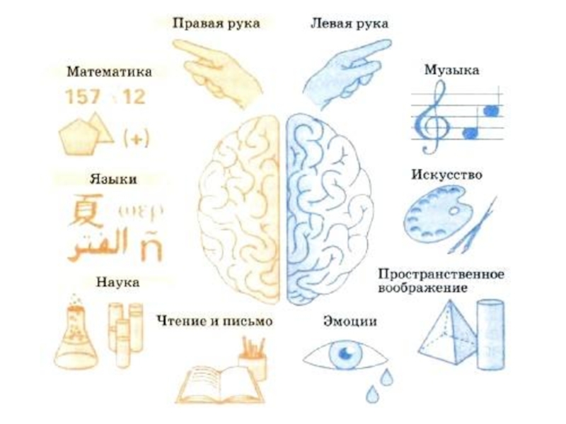 Глядя на картинку выберите те функции за которые отвечает левое полушарие