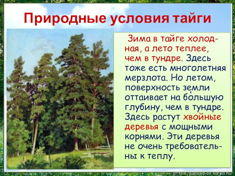 Тайга краткий рассказ. Природные условия тайги. Условия природной зоны тайги. Природные условия тайги в России. Природные условия в таежной зоне.