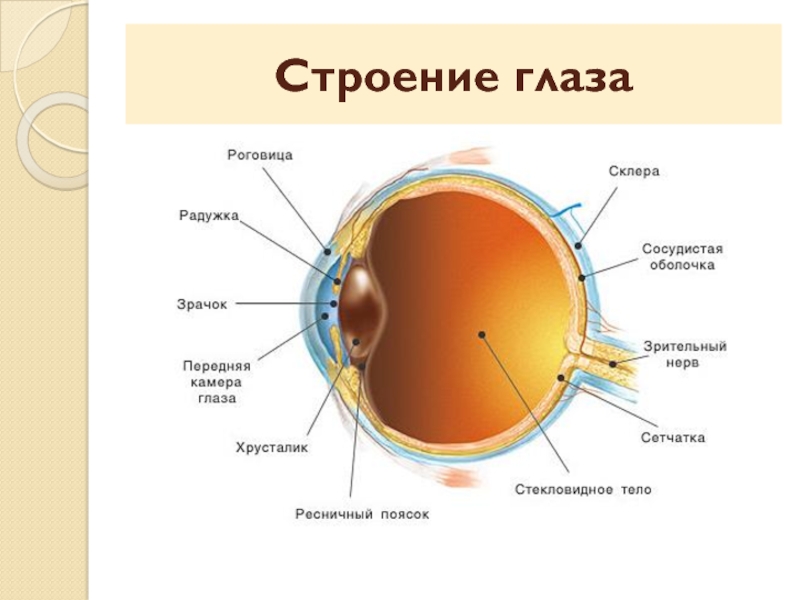 Егэ глаз задания. Зрительный анализатор роговица. Схема строения глаза наружная оболочка. Строение глаза. Внутреннее строение глаза.