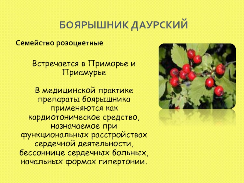 Боярышник семейство. Боярышник семейство Розоцветные. Боярышник Даурский презентация. Боярышник приспособление к среде. Боярышник жизненная форма.