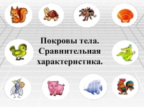 Урок - презентация по биологии Покровы тела. Сравнительная характеристика