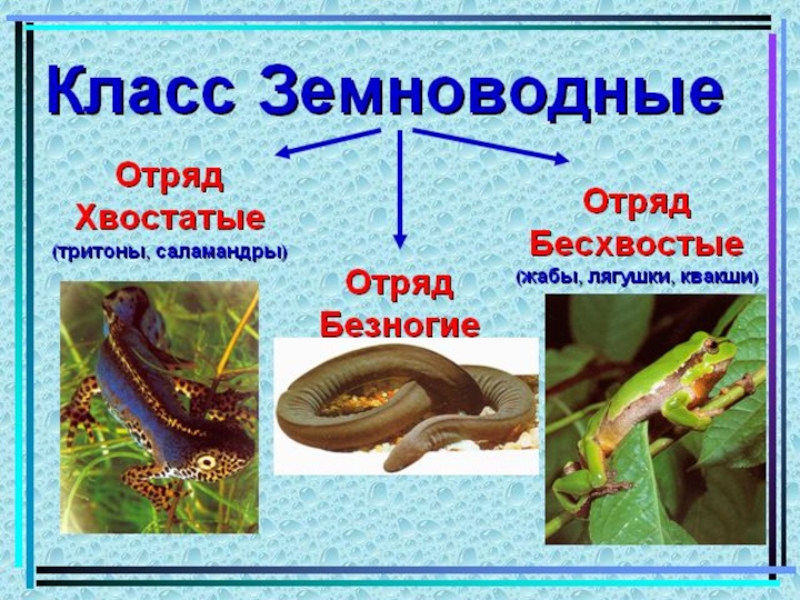 Доклад по биологии 7. Земноводные презентация. Презентация на тему земноводные. Земноводные окружающий мир. Класс земноводные презентация.