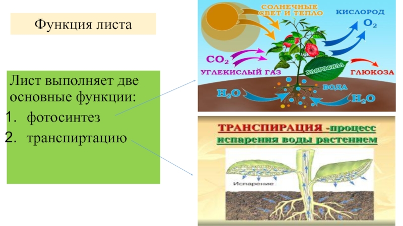 Выполняемые функции растения. Основная функция фотосинтеза. Основные функции листа (несколько ответов): *. Функционирование листья в течении нескольких сезонов. Функционирование листьев в течение нескольких сезонов.