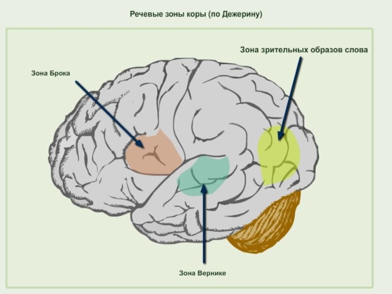 Речевая область. Речевые зоны коры. Речевые зоны головного мозга. Речевые зоны коры больших полушарий. Зоны речи в коре головного мозга.