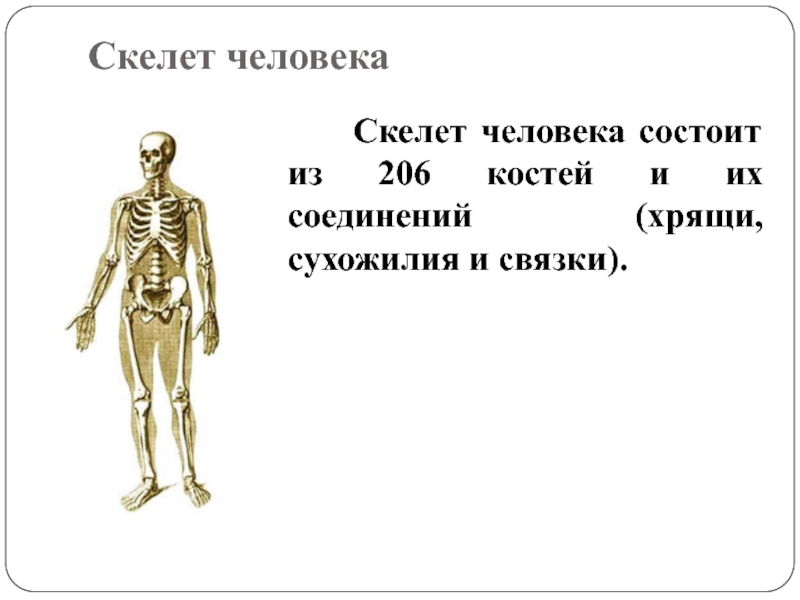 Внутренний скелет состоит из. Биология 8 класс тема кости скелета. Строение скелета 8 класс биология. Презентация по биологии 8 класс кости скелета человека. Скелет человека биология 8 кл.