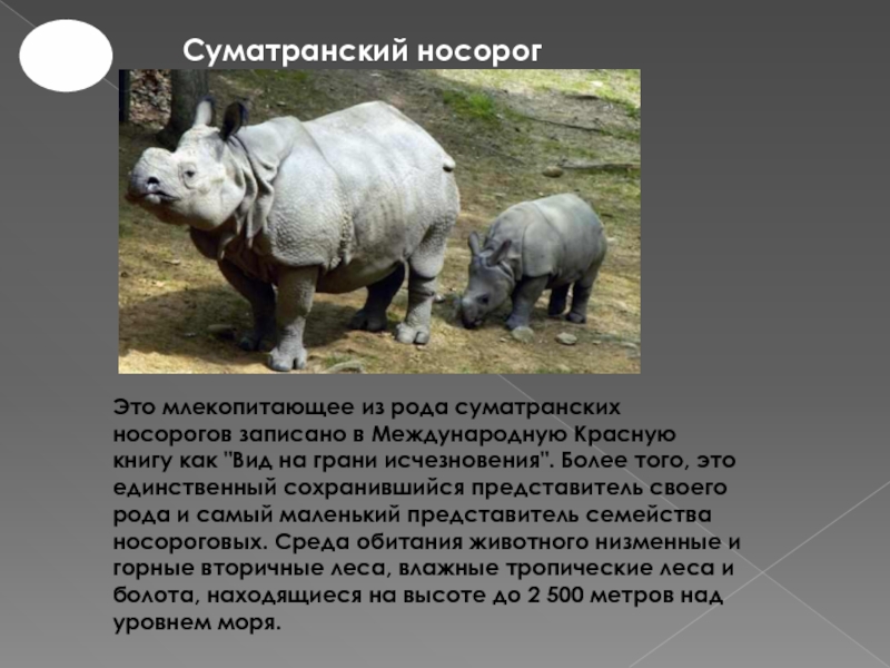 Суматранский носорогЭто млекопитающее из рода суматранских носорогов записано в Международную Красную книгу как 