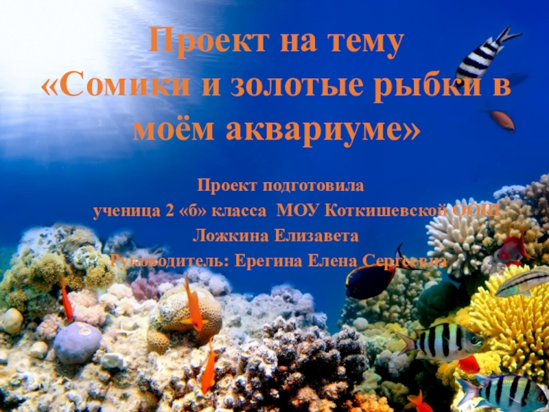 Презентация Проект по теме  Сомики и золотые рыбки