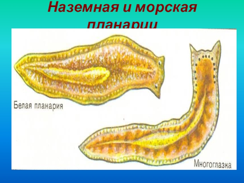 Пресноводная белая планария. Молочная планария симметрия. Белая планария бесполостное. Ресничные черви белая планария. Белая планария продуцент.