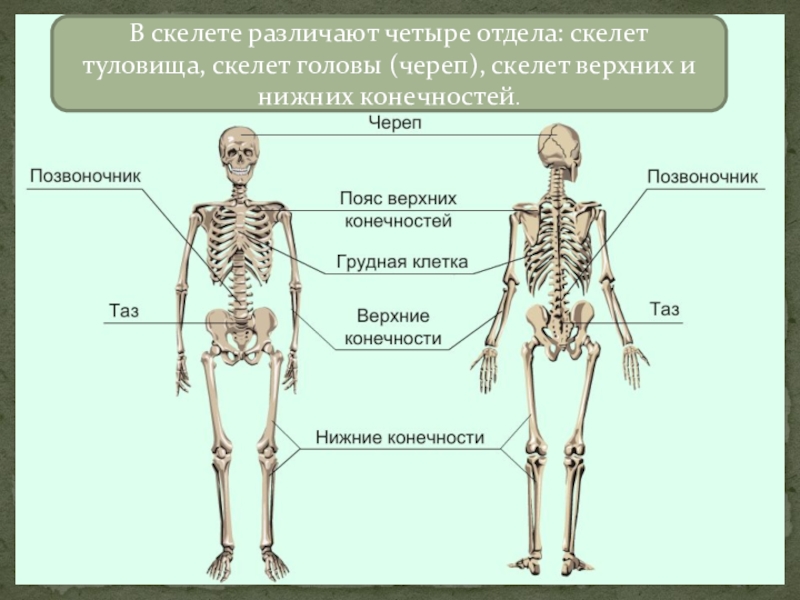 Анатомия человека впр. Строение скелета биология. Скелет туловища верхних и нижних конечностей. Части тела на скелете названия. Скелет человека с подписанными органами.