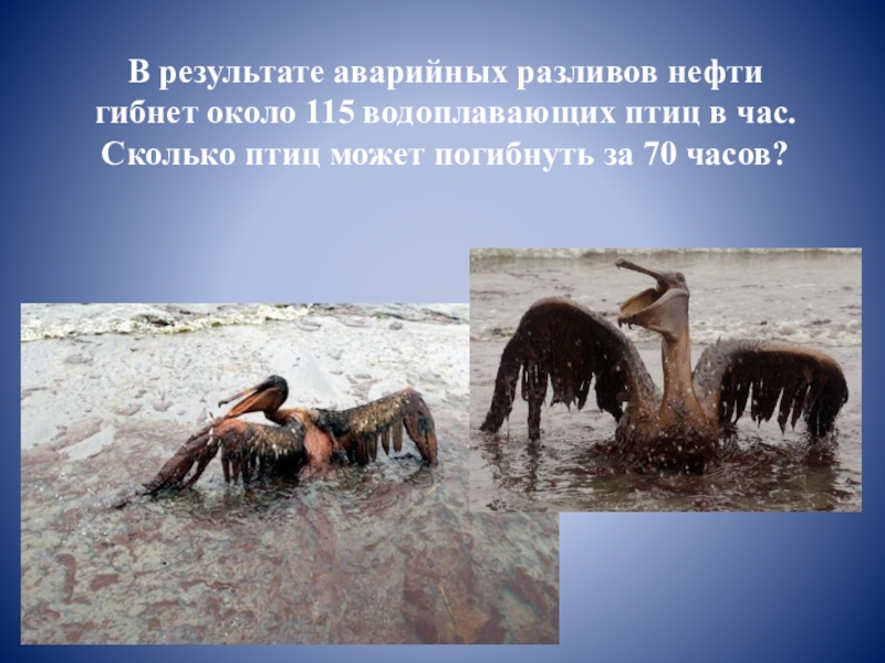 Гибнут в результате. Умирающие животные водоплавающие. Птица погибающая от нефти в красной книге.