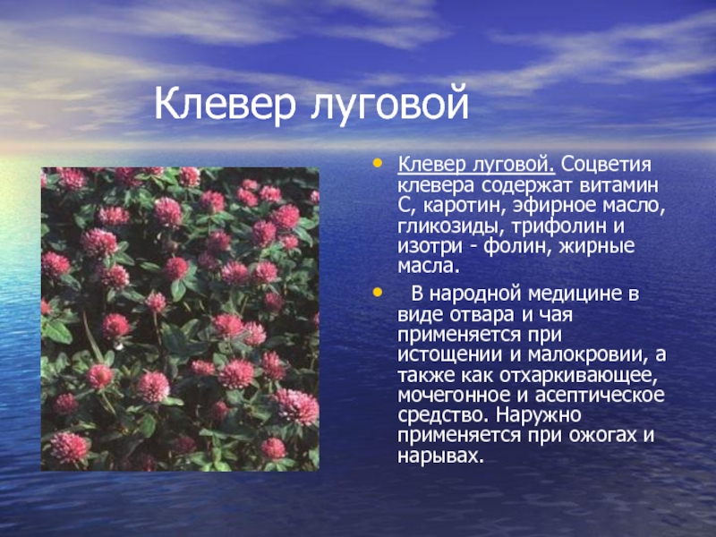 Соцветие клевера 5