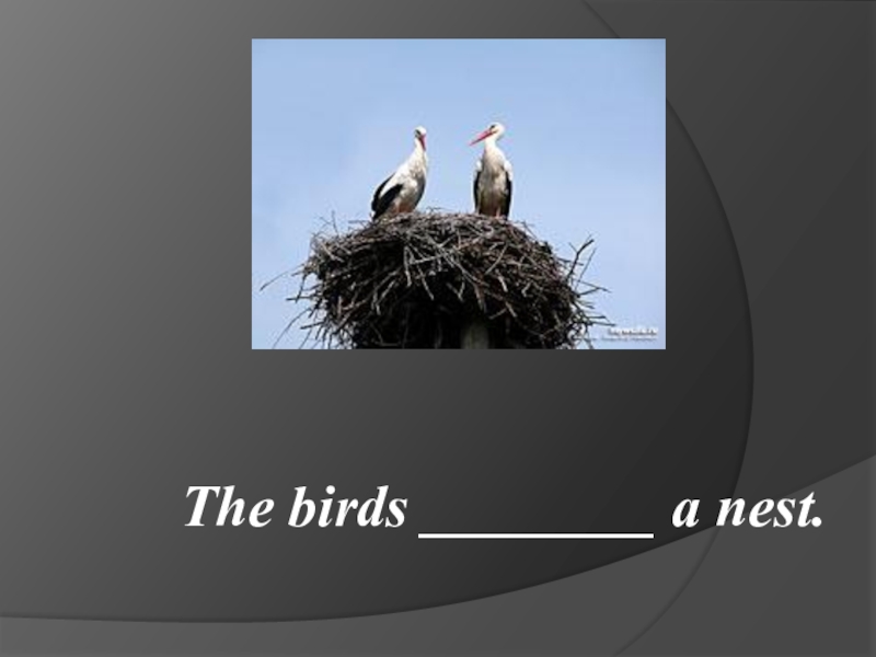 The birds ________ a nest.