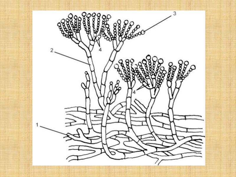 Строение пеницилла рисунок