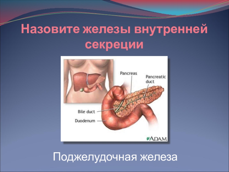 Железа 8 класс. Железы внутренней секреции поджелудочная железа. Поджелудочная железа зовем. Железы презентация 8 класс. Поджелудочную железу называют.