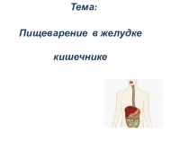 Презентация по биологии пищеварение в желудке, кишечнике