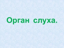 Презентация к уроку биологии: Орган слуха.