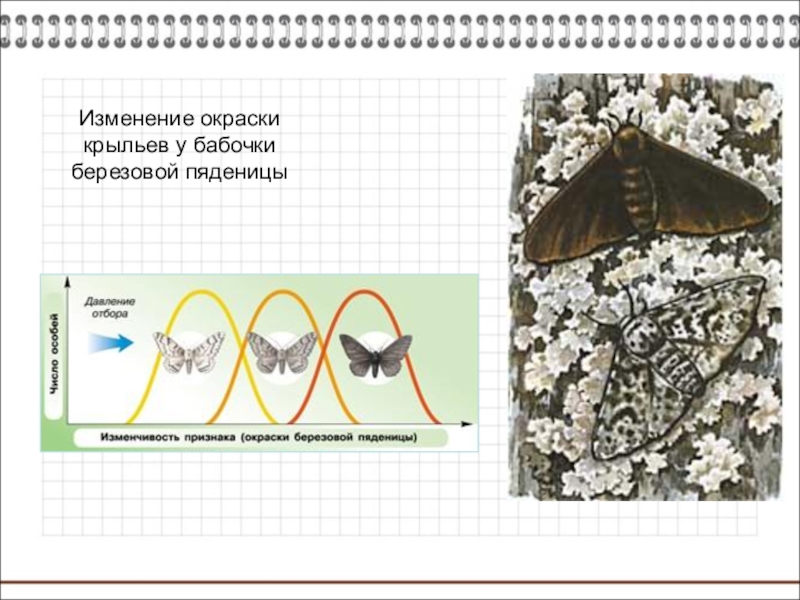 На рисунке представлены светлые и темные бабочки березовой