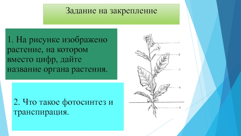 В приведенном ниже списке названы органы растения. Название органов растений. Морфология растений презентация. Назовите растение изображенное на рисунке. Структура растения изображенная.