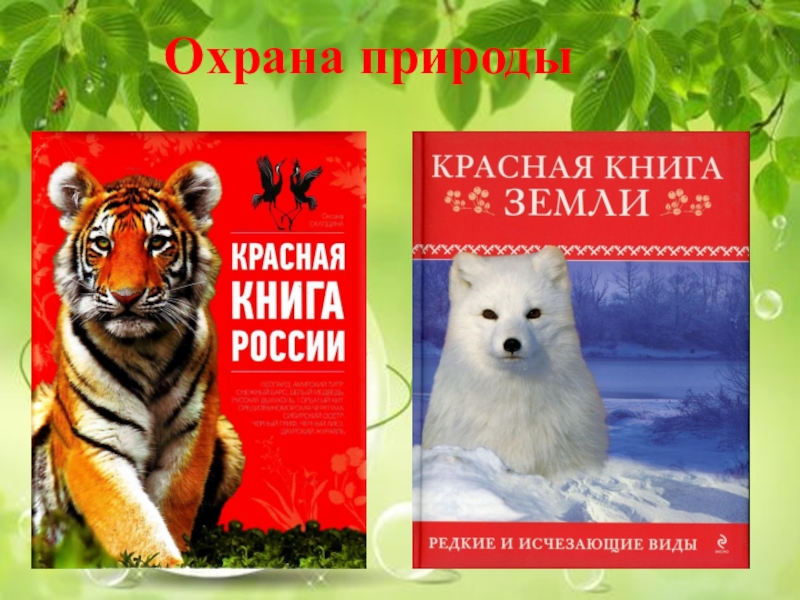 Проект красная книга для дошкольников