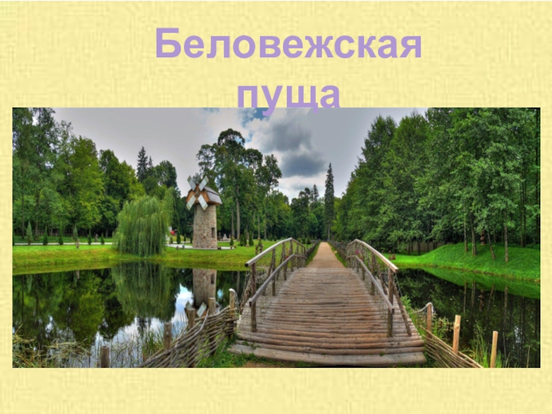 Пуще это. Беловежская пуща слайд. Беловежская пуща стихи. Беловежская пуща описание. Презентация в POWERPOINT государственный парк Беловежская пуща.