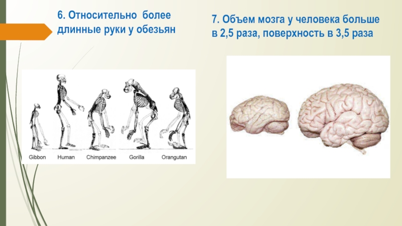 Объем мозга. Объем мозга обезьян. Объем мозга обезьяны и человека. Объем мозга человека. Объем мозга человека и шимпанзе.