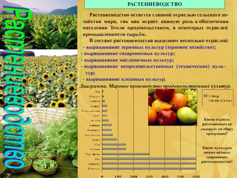 Мировое сельское хозяйство 10 класс. Отрасли растениеводства. Схема отрасли растениеводства. Растениеводство таблица.