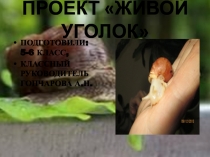 Презентация по охране природы Живой уголок