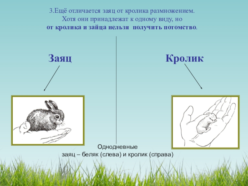 Различие зайца и белки