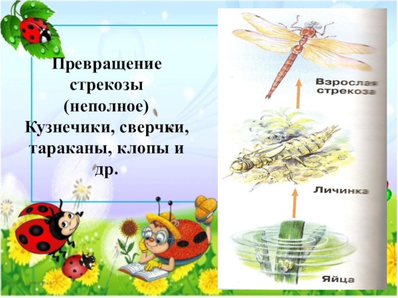 Схема превращения стрекозы окружающий мир 2 класс